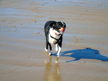 Dog running on beach