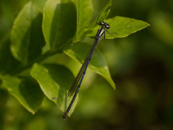 Close-up of dragonfly on leaf