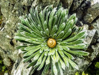High angle view of plant on rock