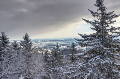 Pine trees on snow covered landscape against sky