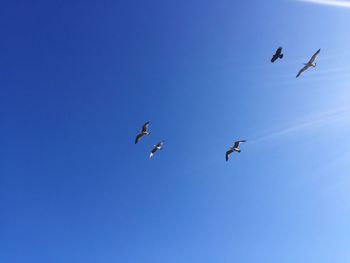 Low angle view of birds flying in the sky