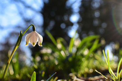 Close-up of white flowering plant