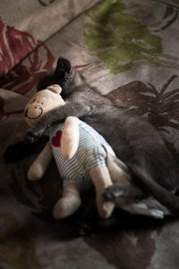 High angle view of animal sleeping on floor at home