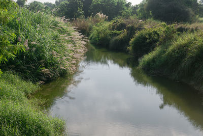 Scenic view of river amidst trees