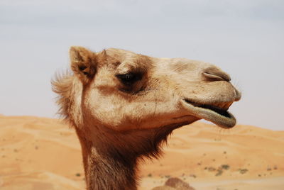 Wild camel up-close