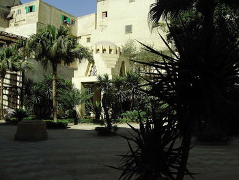 Palm trees by swimming pool in city