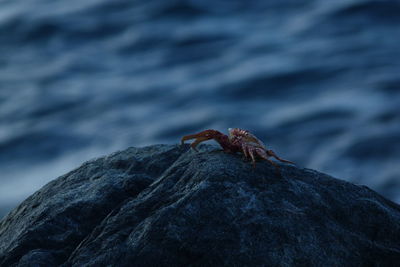 Close-up of lizard on rock