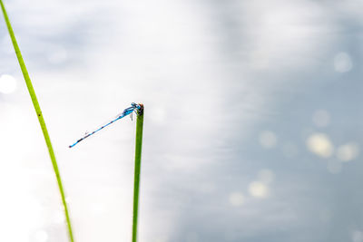 Low angle view of insect against sky