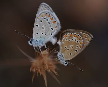 Close-up of butterfly