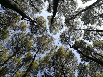 Low angle view of trees against sky