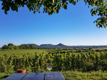 Scenic view of field against clear blue sky