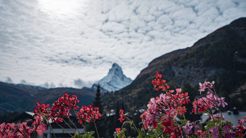 mountain