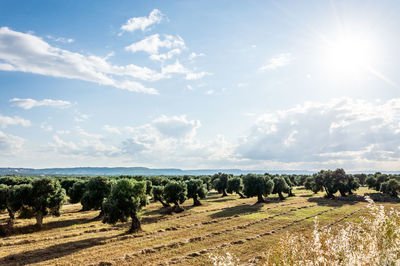 Scenic view of agricultural field against sky