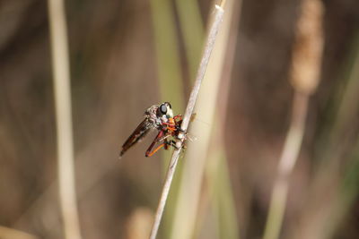 Close-up of insect