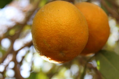 Close-up of fruits on tree