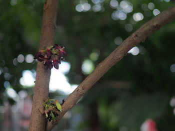 Close-up of insect on tree