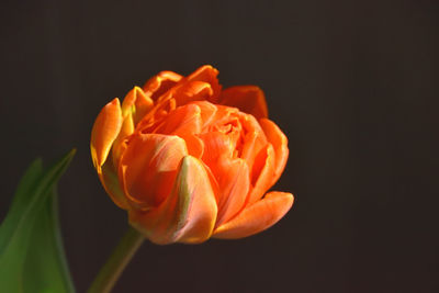 Close-up of orange rose against black background