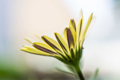 Close-up of yellow flower