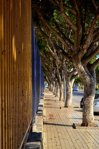 Narrow footpath amidst trees in park