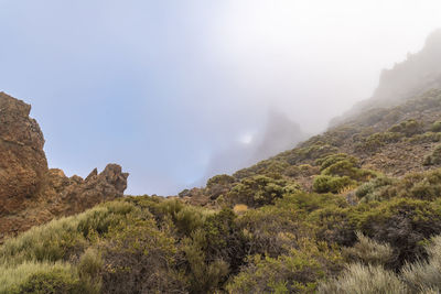 Teide national park with cactus and red rock formation