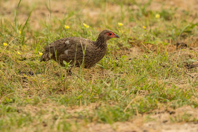 Side view of a bird on field