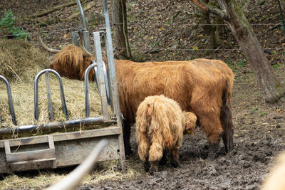 Galloway cattle in a field