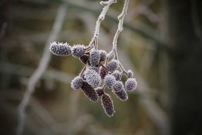 Close-up of frozen plant