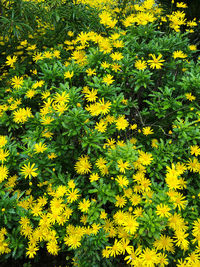 High angle view of yellow flowering plants on field