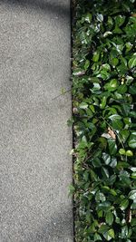 Close-up of ivy growing on plant