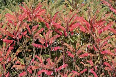 Full frame shot of pink flowering plants