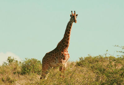 Giraffe standing on landscape