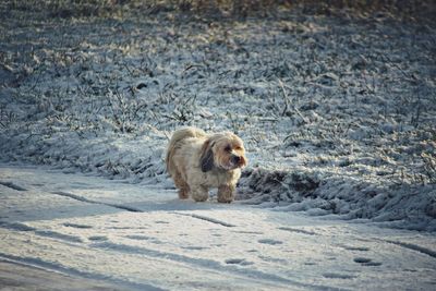 Dog walking on snowcapped road