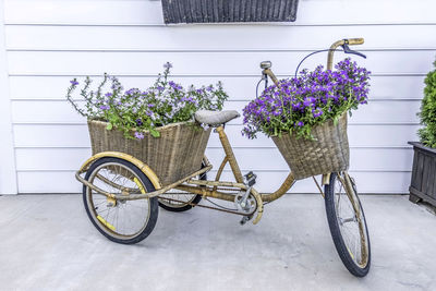 A tricycle with baskets of fresh cut lavender flowers