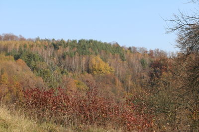 Scenic view of trees on field against sky