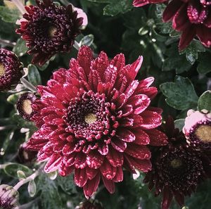 Close-up of pink flowers