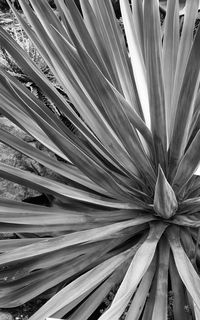 Detail shot of plant