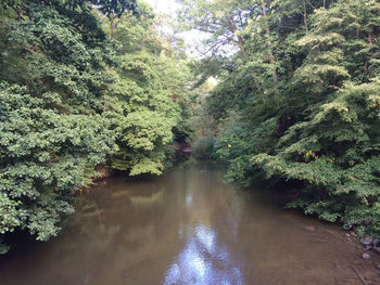 Reflection of trees in water