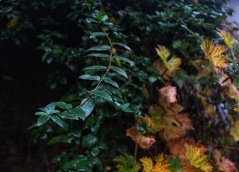 Close-up of plants