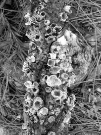 Close-up of lichen on tree trunk