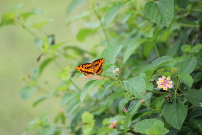 Butterfly pollinating on flower