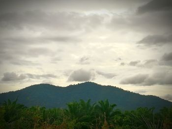 Low angle view of trees against cloudy sky