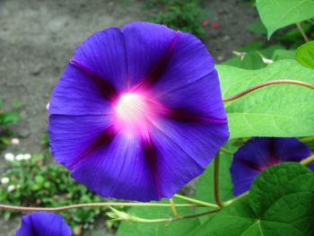 Close-up of purple flowers