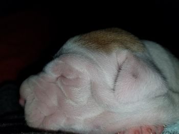 Close-up of puppy sleeping