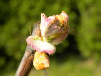 Close-up of flower against blurred background