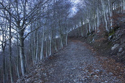 Bare trees in forest