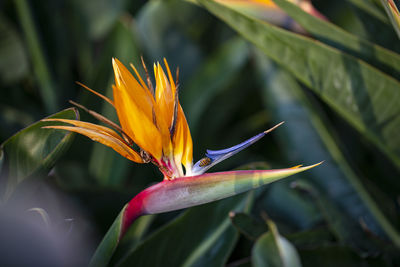 Close-up of yellow flower