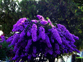 Low angle view of purple flowers on tree