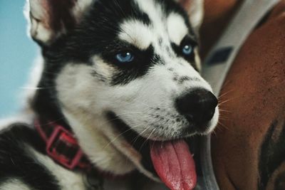 Close-up portrait of a dog