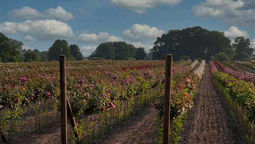 Scenic view of vineyard against sky