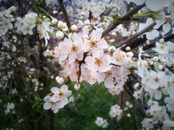 Close-up of cherry blossoms in spring